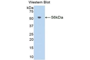 Image no. 1 for anti-Klotho beta (KLB) (AA 515-965) antibody (ABIN1859545)