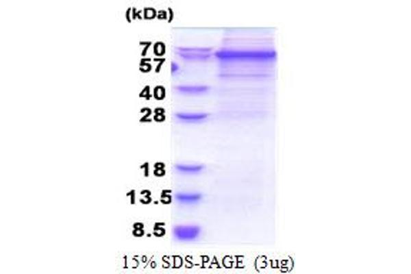 DEAD (Asp-Glu-Ala-Asp) Box Polypeptide 56 (DDX56) (AA 1-547) protein (His tag)