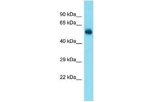 Image no. 1 for anti-TATA Box Binding Protein (TBP)-Associated Factor, RNA Polymerase I, A, 48kDa (TAF1A) (N-Term) antibody (ABIN2780033)