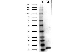 Western Blot results of Rabbit Anti-IL-3 Peroxidase Conjugated Antibody.