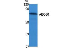 Image no. 1 for anti-ATP-Binding Cassette, Sub-Family G (WHITE), Member 1 (ABCG1) (C-Term) antibody (ABIN3187624)