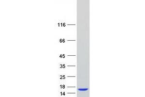 Image no. 1 for T-Cell Leukemia/lymphoma 1A (TCL1A) (Transcript Variant 1) protein (Myc-DYKDDDDK Tag) (ABIN2733366)