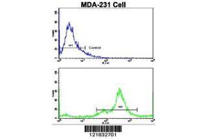 Image no. 3 for anti-N-Myc Downstream Regulated 1 (NDRG1) (AA 12-40), (N-Term) antibody (ABIN390922)
