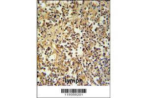 Image no. 3 for anti-Granzyme M (Lymphocyte Met-Ase 1) (GZMM) (AA 84-113) antibody (ABIN390763)