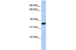 Image no. 1 for anti-Monoacylglycerol O-Acyltransferase 1 (MOGAT1) (C-Term) antibody (ABIN2784111)