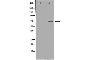 Image no. 3 for anti-Protein Arginine Methyltransferase 5 (PRMT5) antibody (ABIN6266359)