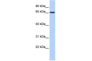 Image no. 1 for anti-Zinc Finger and BTB Domain Containing 7A (ZBTB7A) (N-Term) antibody (ABIN2780983)