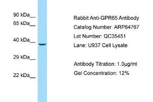 Image no. 1 for anti-G Protein-Coupled Receptor 65 (GPR65) (C-Term) antibody (ABIN2789959)