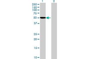 Image no. 1 for anti-Inturned Planar Cell Polarity Effector Homolog (INTU) (AA 1-408) antibody (ABIN525865)