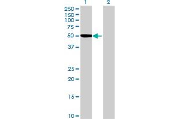anti-Inturned Planar Cell Polarity Effector Homolog (INTU) (AA 1-408) antibody
