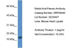 Image no. 1 for anti-Presenilin Enhancer 2 Homolog (PSENEN) (N-Term) antibody (ABIN2788067)