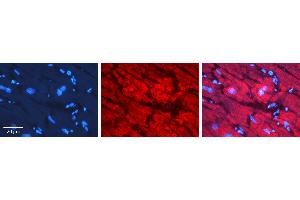 Image no. 2 for anti-Nuclear RNA Export Factor 1 (NXF1) (N-Term) antibody (ABIN2778976)