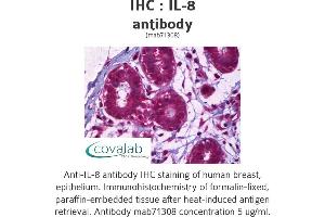 Image no. 1 for anti-Interleukin 8 (IL8) antibody (ABIN1724413)