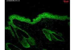 Image no. 8 for anti-Heat Shock Protein 90 (HSP90) antibody (PerCP) (ABIN2481356)