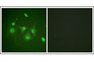 Image no. 1 for anti-Histone Deacetylase 6 (HDAC6) (N-Term) antibody (ABIN784041)