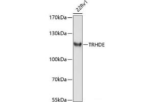 TRHDE anticorps