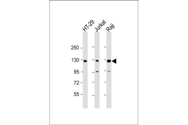 p130 antibody  (N-Term)