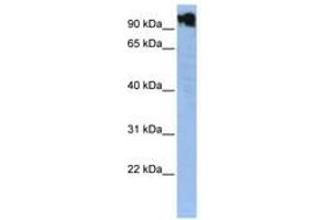 Image no. 1 for anti-Zinc Finger Protein, Y-Linked (ZFY) (N-Term) antibody (ABIN6740538)