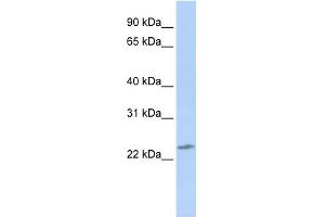 Image no. 1 for anti-RNA Binding Protein with Multiple Splicing 2 (RBPMS2) (Middle Region) antibody (ABIN2776682)