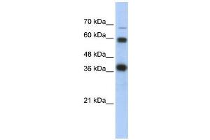 Image no. 3 for anti-Nuclear Respiratory Factor 1 (NRF1) (N-Term) antibody (ABIN2780635)