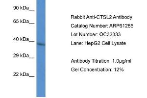 Image no. 1 for anti-Cathepsin L2 (CTSL2) (N-Term) antibody (ABIN2788751)