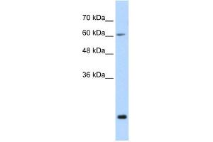 FUS antibody  (N-Term)