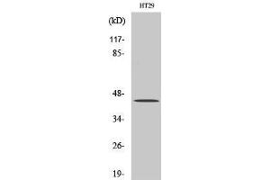 Image no. 2 for anti-Transforming Growth Factor, beta 1 (TGFB1) (C-Term) antibody (ABIN3187249)
