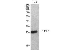 Image no. 2 for anti-Fms-Related tyrosine Kinase 3 Ligand (FLT3LG) (Internal Region) antibody (ABIN3181060)