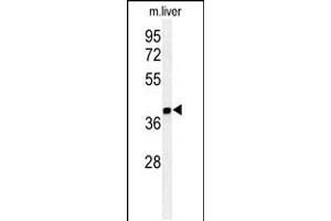 Image no. 1 for anti-Isthmin 1 (ISM1) (AA 435-464), (C-Term) antibody (ABIN5536889)