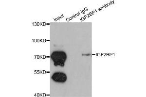 Image no. 2 for anti-Insulin-Like Growth Factor 2 mRNA Binding Protein 1 (IGF2BP1) antibody (ABIN6568062)