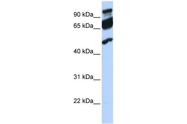 anti-Era G-Protein-Like 1 (ERAL1) (Middle Region) antibody