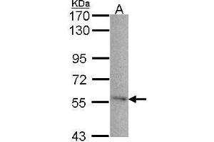 Image no. 5 for anti-24-Dehydrocholesterol Reductase (DHCR24) (Center) antibody (ABIN2855685)