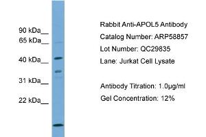 Image no. 2 for anti-Apolipoprotein L, 5 (APOL5) (C-Term) antibody (ABIN2787852)