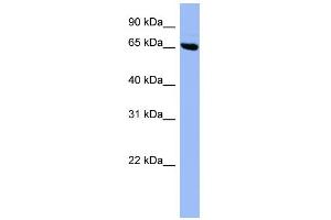Image no. 1 for anti-SHC (Src Homology 2 Domain Containing) Transforming Protein 3 (SHC3) (Middle Region) antibody (ABIN2786992)