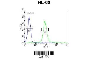 Image no. 2 for anti-Interleukin 2 Receptor, gamma (IL2RG) (AA 76-101), (N-Term) antibody (ABIN653403)