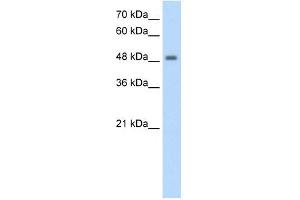 Image no. 2 for anti-F-Box and Leucine-Rich Repeat Protein 7 (FBXL7) (N-Term) antibody (ABIN629737)
