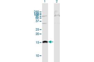Western Blot analysis of SH2D1B expression in transfected 293T cell line by SH2D1B MaxPab polyclonal antibody.