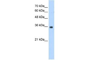Image no. 1 for anti-Mortality Factor 4 Like 2 (MORF4L2) (N-Term) antibody (ABIN2778085)