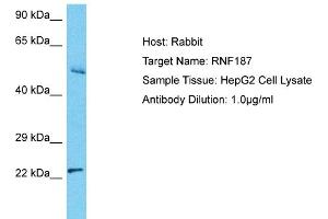 Image no. 1 for anti-Ring Finger Protein 187 (RNF187) (C-Term) antibody (ABIN2791902)