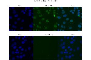 Image no. 4 for anti-Cleavage and Polyadenylation Specific Factor 6, 68kDa (CPSF6) (Middle Region) antibody (ABIN2779018)