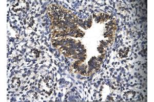 Image no. 3 for anti-Early Growth Response 2 (EGR2) (C-Term) antibody (ABIN2792631)