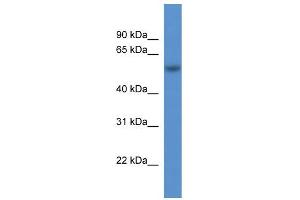 WB Suggested Anti-Rod1 Antibody Titration:  0.