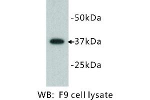 Image no. 1 for anti-Developmental Pluripotency Associated 2 (DPPA2) antibody (ABIN1112807)