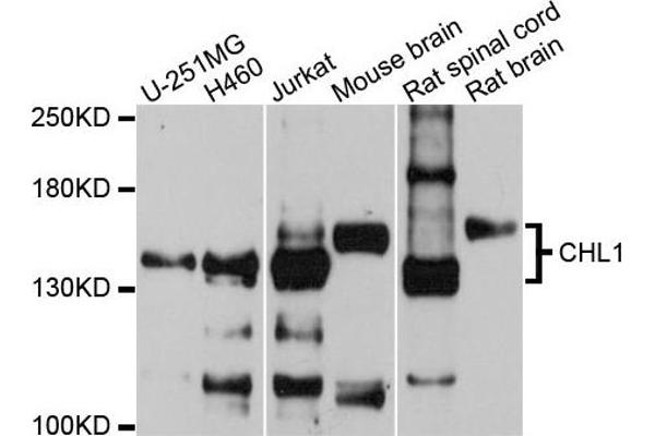 anti-Cell Adhesion Molecule with Homology To L1CAM (Close Homolog of L1) (CHL1) antibody