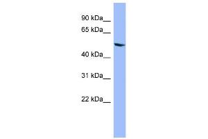 Image no. 2 for anti-Cytochrome P450, Family 2, Subfamily D, Polypeptide 6 (CYP2D6) (Middle Region) antibody (ABIN2776932)