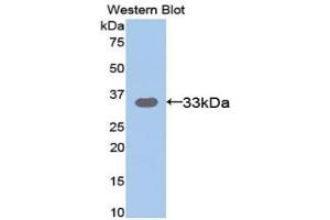 Image no. 1 for anti-Amyloid beta (A4) Precursor-Like Protein 2 (APLP2) (AA 607-852) antibody (ABIN2913332)