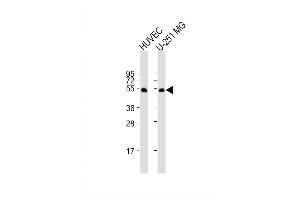 Image no. 2 for anti-CDC42 Effector Protein (Rho GTPase Binding) 1 (CDC42EP1) (AA 315-343), (C-Term) antibody (ABIN1537119)