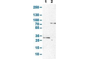 Image no. 4 for anti-Lymphocyte Cytosolic Protein 1 (LCP1) (AA 18-77) antibody (ABIN5774342)