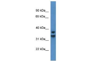 Image no. 1 for anti-Nuclear Factor of kappa Light Polypeptide Gene Enhancer in B-Cells Inhibitor, delta (NFKBID) (C-Term) antibody (ABIN2788526)