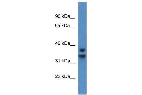 anti-Nuclear Factor of kappa Light Polypeptide Gene Enhancer in B-Cells Inhibitor, delta (NFKBID) (C-Term) antibody